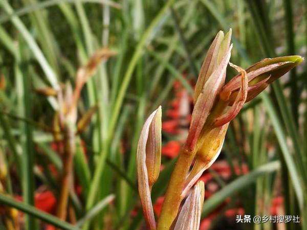 用鋸末養蘭花，無論是春蘭還是蕙蘭，5個細節決定成敗