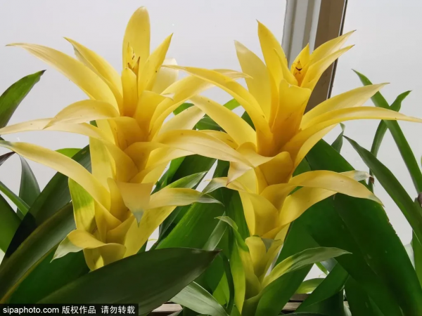 不出京賞春花，穿梭&OpenCurlyDoubleQuote;熱帶雨林&rdquo;，就在北京這些地方！