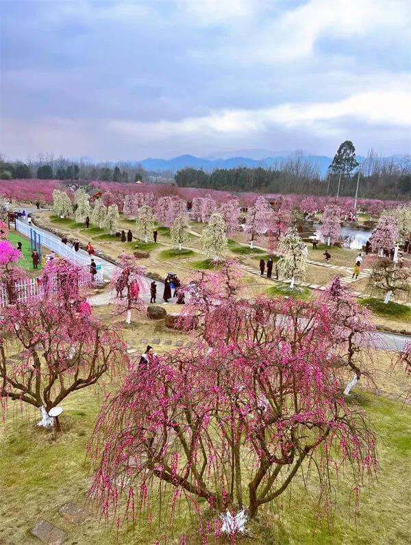 「問花村」暗香湧動！千畝梅花盛開啦