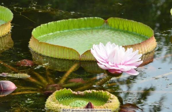 分享圖片，猶如曇花一現的王蓮開花，各種顏色，各種姿態大全