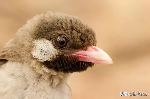 鳥類里居然也有中介?來看這個把人類帶到蜂巢邊撿漏蜂蜜的機靈鬼 鳥類里居然也有中介?來看這個把人類帶到蜂巢邊撿漏蜂蜜的機靈鬼