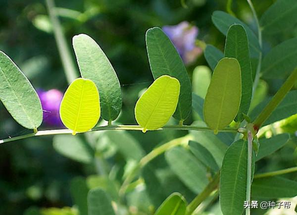 山野豌豆,多年生豆科牧草,能耐-40度低溫,營養和苜蓿相當 山野豌豆,多年生豆科牧草,能耐-40度低溫,營養和苜蓿相當