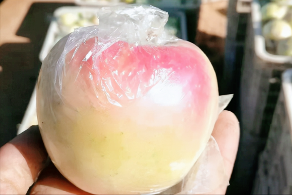 6個蘋果新品種被熱炒，價格一個比一個高，是金子還是沙子？