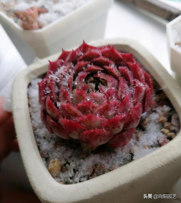 這下完犢子了，大雪把多肉覆蓋了，肉肉變成透明色，太慘了