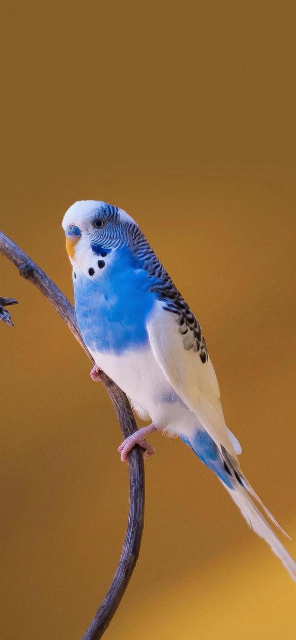 分享圖片——最美的鳥語花香集錦