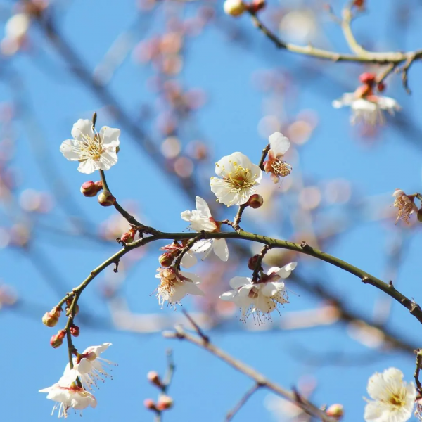 又是一年賞花季