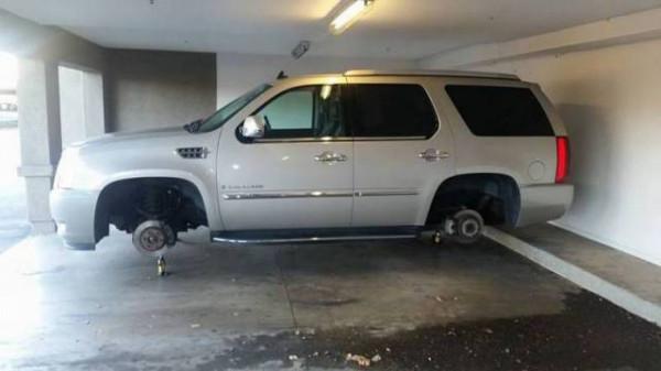 最後一隻塔斯馬尼亞虎，U-118潛艇擱淺顯真容，森林湖泊裡的怪魚