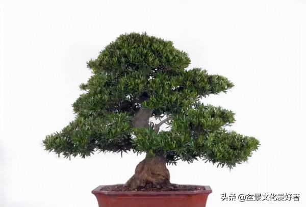 俗話說：千年羅漢松、萬代幸福根