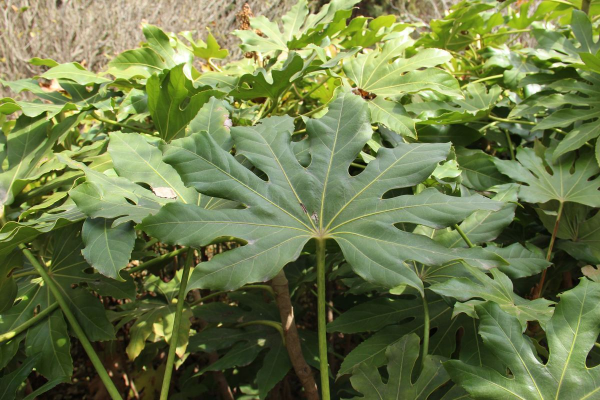 秋天常見的60種花，最全花卉圖譜，收藏起來慢慢看