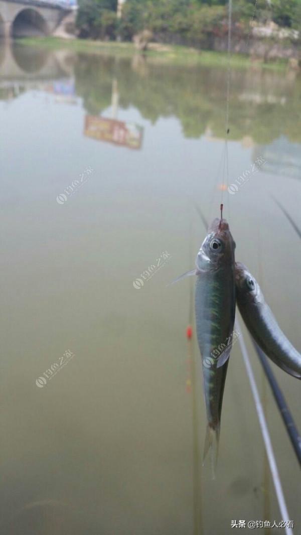野釣搞遊擊，第一竿中魚，驚喜又刺激