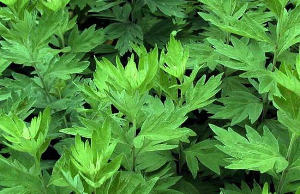 堅持用“艾葉”洗頭，頭髮會有何變化？護髮時應注意什麼