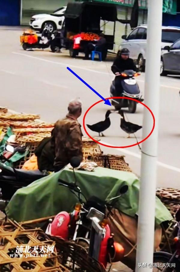 情人節當天，浦北金浦市場竟然有兩隻鴨子從籠子裡跑出來互訴衷腸
