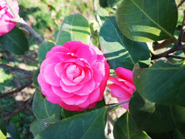 冬天開花的美麗植物,現在搬一盆回家,等到新春添喜慶 冬天開花的美麗植物,現在搬一盆回家,等到新春添喜慶