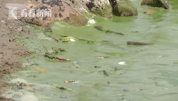 觸目驚心！汙染加劇 委內瑞拉一處湖泊由黑變綠