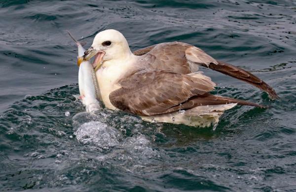會噴“臭油”自衛的鳥,被它射出的油命中,鷹也會失去飛行能力 會噴“臭油”自衛的鳥,被它射出的油命中,鷹也會失去飛行能力