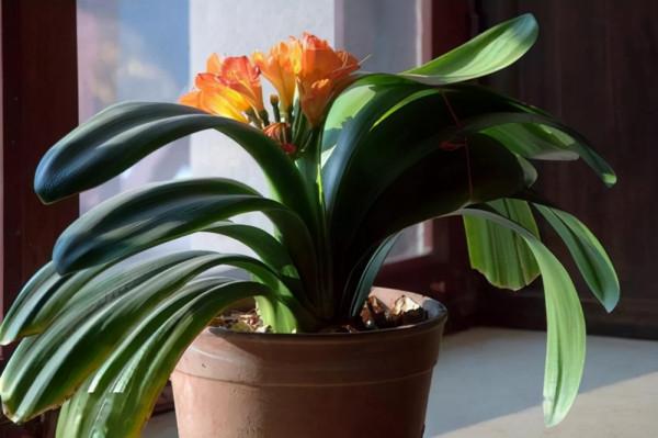 養好君子蘭要先養好根，四種東西養根又護根，是多年經驗的積累