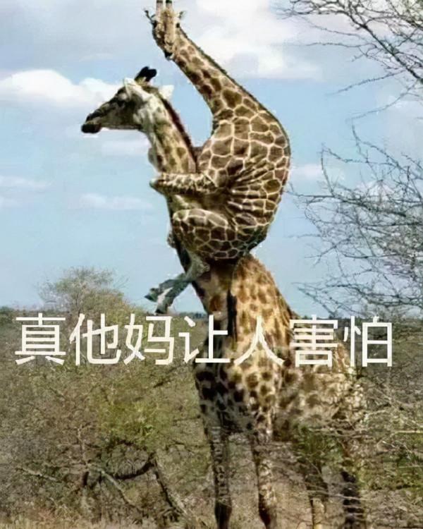 倒黴的考拉的一生:小時候吃屎,長大中毒 倒黴的考拉的一生:小時候吃屎,長大中毒