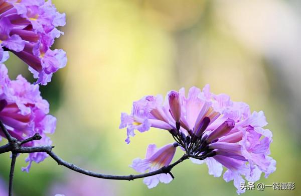 美麗的紫繡球花風鈴木