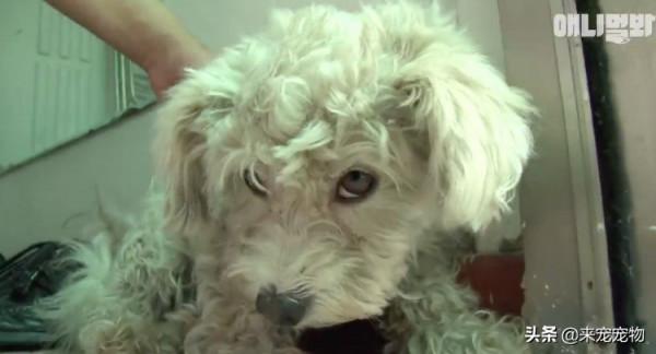 狗媽生了50只一模一樣的狗崽...裝監控、DNA鑑定只為找出渣爹 狗媽生了50只一模一樣的狗崽...裝監控、DNA鑑定只為找出渣爹