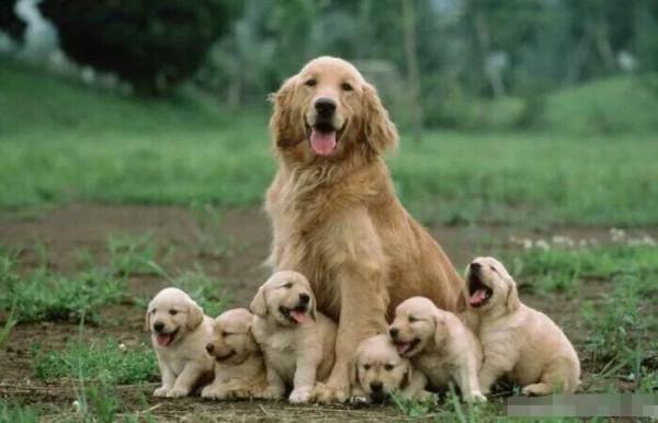 世上只有媽媽好，熊貓寶寶在媽媽懷裡撒嬌，鸚鵡寶寶看起來好乖