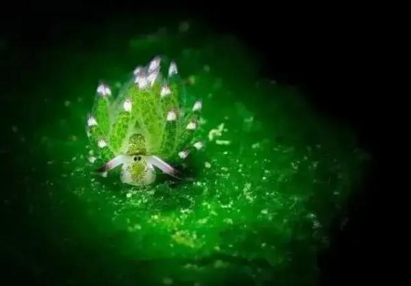 可愛呆萌的海兔，美出天際的海兔——海兔大全