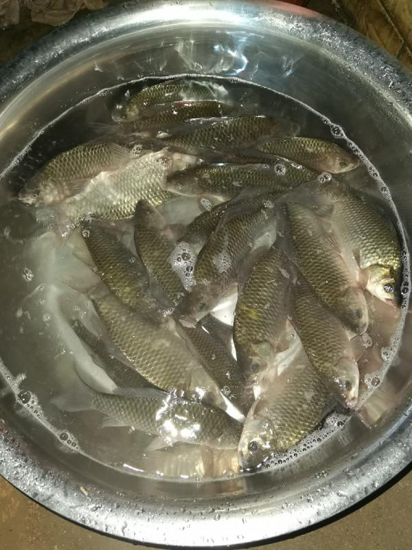 官莊水庫野釣爆護之旅,看看大師如何使用者實踐來證明 官莊水庫野釣爆護之旅,看看大師如何使用者實踐來證明