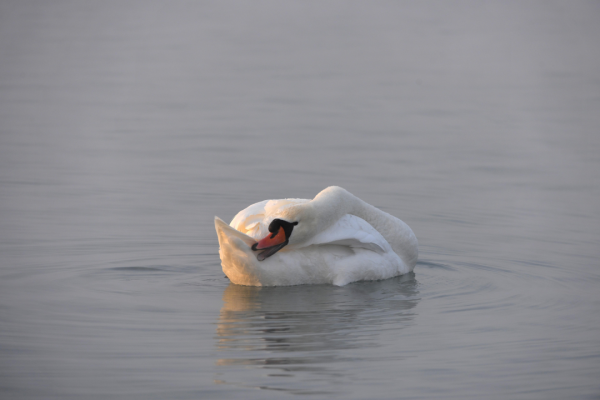 天鵝如何選擇它們的過冬地呢? 天鵝如何選擇它們的過冬地呢?