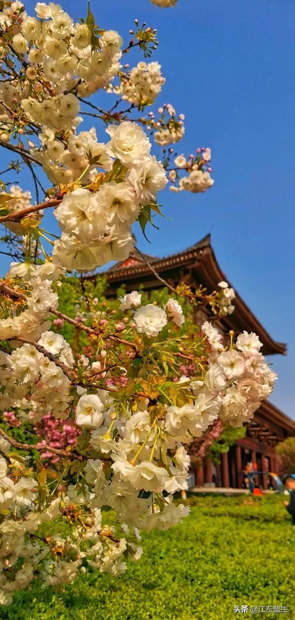 期待春天來了的時候，和你一日看盡長安花