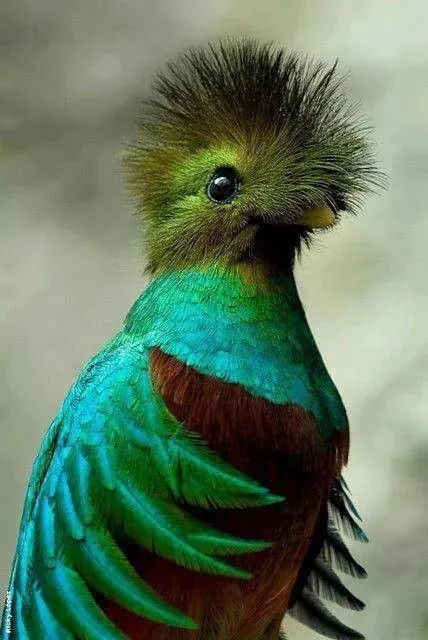 33種美麗的鳥欣賞 33種美麗的鳥欣賞