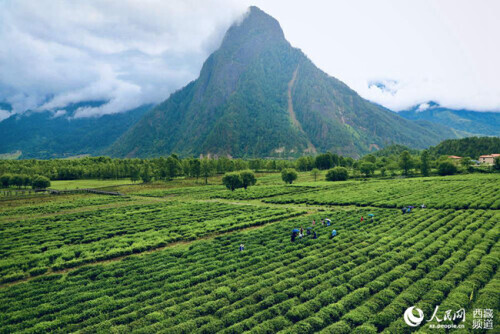 波密易貢：一片小茶葉，興了鄉村，富了百姓