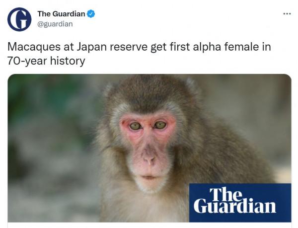 日本70年來首個母猴王!打跑公猴當上霸主,卻因";三角戀";地位不穩 日本70年來首個母猴王!打跑公猴當上霸主,卻因";三角戀";地位不穩