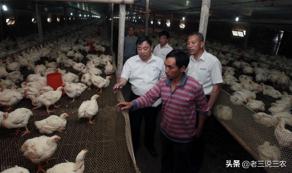 老鼠一夜咬死85只小雞，雞場老闆用這三招，老鼠永遠不再來，厲害