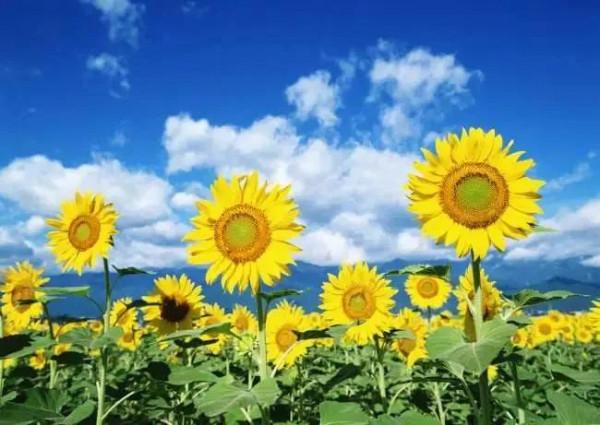 插上夢想的翅膀，探尋宇宙光芒