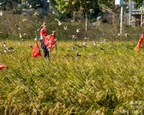 「視覺廣東」稻草人
