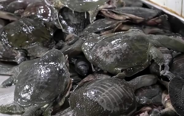 山東大爺用王八燉雞,製作從來不放鹽,24小時不停歇,全國獨一份 山東大爺用王八燉雞,製作從來不放鹽,24小時不停歇,全國獨一份