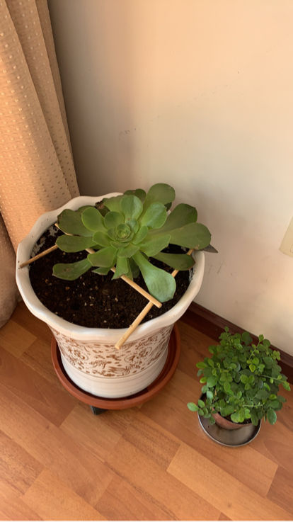 養花換下的舊土別扔，3招讓土肥的流油，省下一筆養花錢