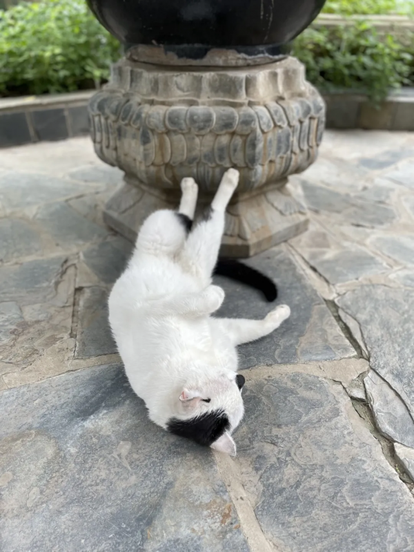 貓館長的業餘生活，大公開