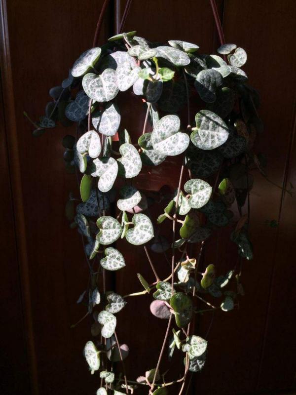 很耐陰的多肉，愛之蔓在秋天養，到底曬好還是不曬好