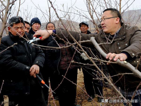 果樹到底需要早冬剪還是晚冬剪？建議果農注意這幾點
