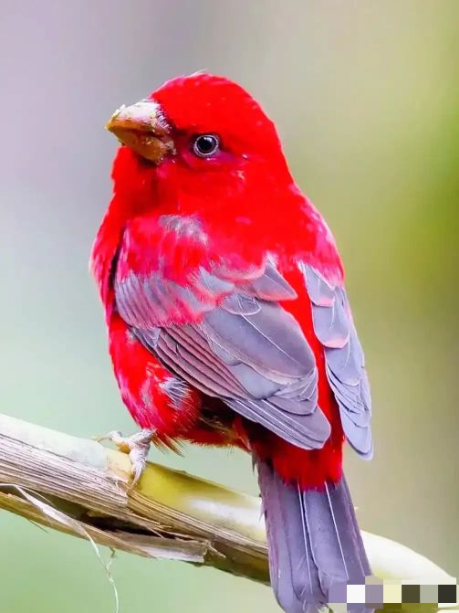 大自然中漂亮的“鳥兒”,日常生活中你見過幾種 大自然中漂亮的“鳥兒”,日常生活中你見過幾種