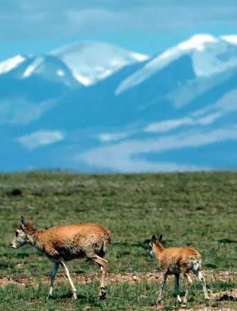 藏羚羊，好可愛