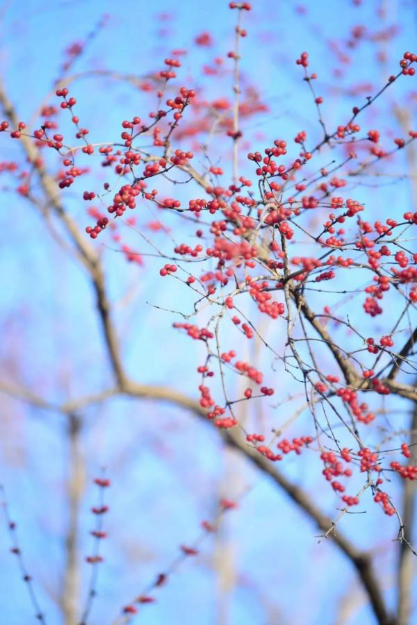 今日大雪 | 收藏冬日美好 今日大雪 | 收藏冬日美好