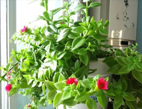 3種花能“養人”!能“吃”還能觀賞!可涼拌可泡茶,你家有沒有 3種花能“養人”!能“吃”還能觀賞!可涼拌可泡茶,你家有沒有