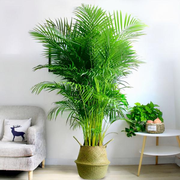 7種大型花，建議在客廳養一盆，吸廢氣製氧氣，還有旺家的好寓意