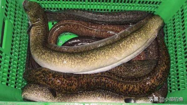 國內釣到這6種“牢底坐穿魚”，務必放生，每年都有人誤釣後被抓