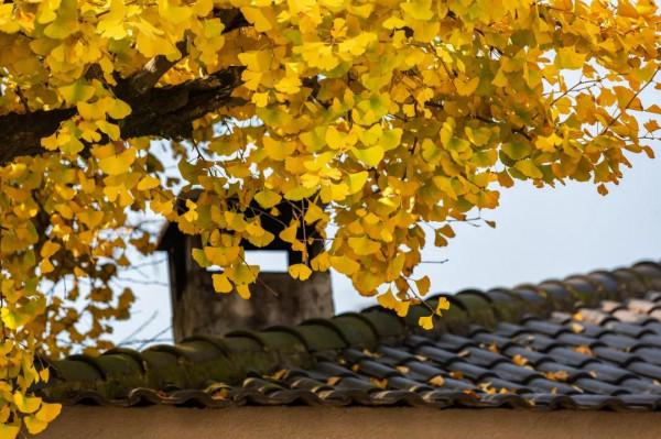 寒冬將至，在心裡重溫深秋的溫暖與美好