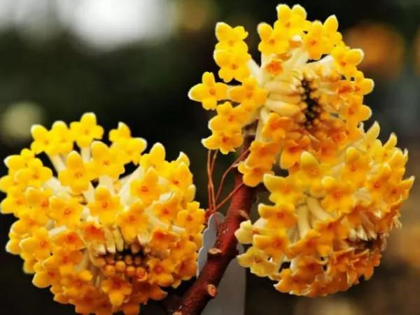 美麗的 結香花 美麗的 結香花