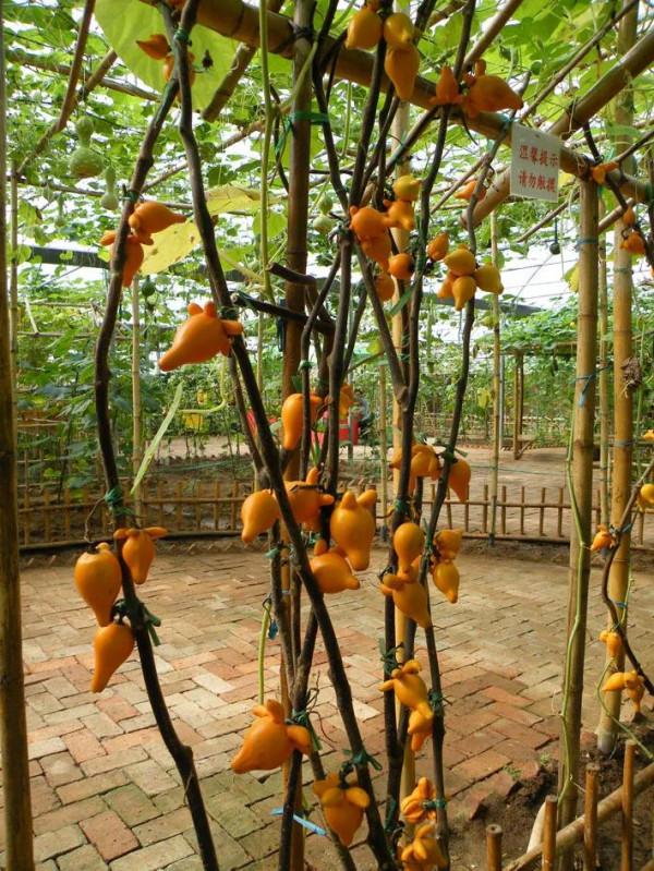 奇花異果有限公司年會（近百位奇花異果參加了本次年會）