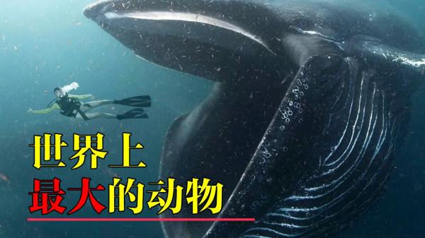 世界上最大的動物，它的舌頭可以站50個人，一天進食量高達5噸