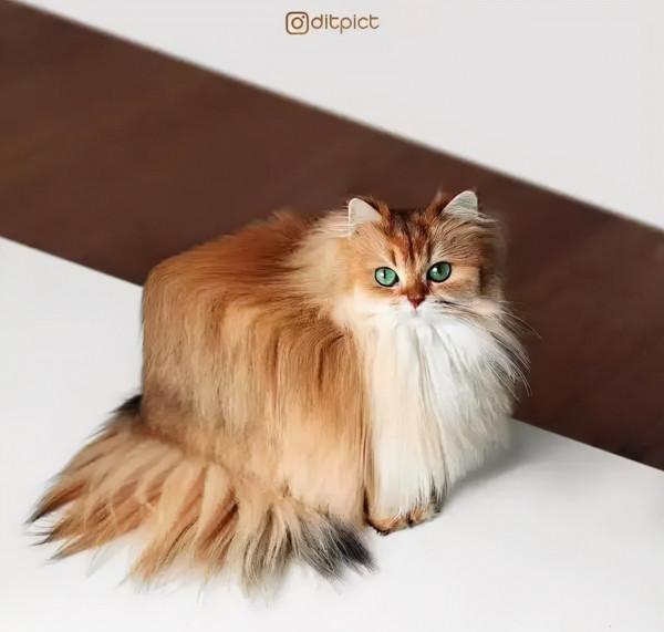 救命!國寶熊貓困在PS裡面了 救命!國寶熊貓困在PS裡面了